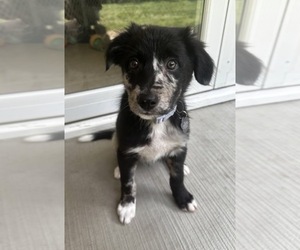 Medium Border-Aussie