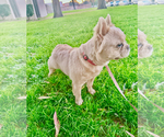 Small #3 French Bulldog