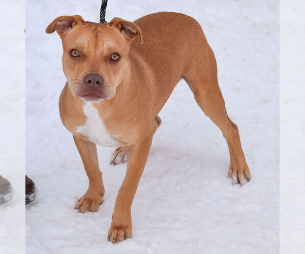 Medium Photo #3 American Staffordshire Terrier-Boxer Mix Puppy For Sale in Huntley, IL, USA