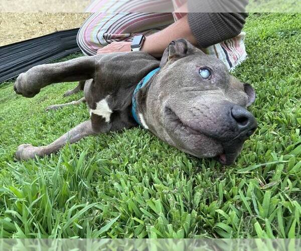 Medium Photo #5 American Pit Bull Terrier Puppy For Sale in St. Cloud, MN, USA