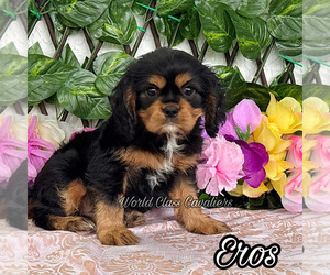 Cavalier King Charles Spaniel Puppy for sale in MIAMI, FL, USA