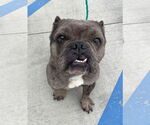Small #7 Free-Lance Bulldog