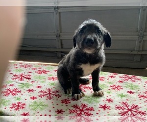 Irish Wolfhound Puppy for sale in BOUCKVILLE, NY, USA