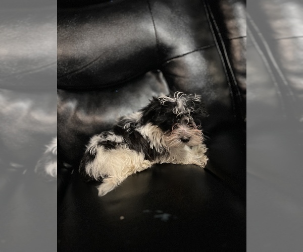 Medium Photo #9 Maltipoo Puppy For Sale in BRIDGEPORT, CT, USA