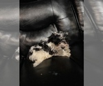 Small Photo #9 Maltipoo Puppy For Sale in BRIDGEPORT, CT, USA