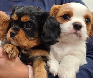Cavalier King Charles Spaniel Puppy for sale in HENDERSON, NV, USA
