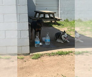 Klaus Foster Needed! - Male Doberman Pinscher Dog for Adoption - Photo #5