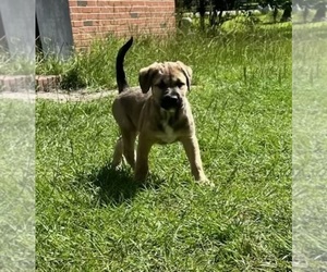 American Pit Bull Terrier-German Shepherd Dog Mix Puppy for sale in SPARTA, GA, USA