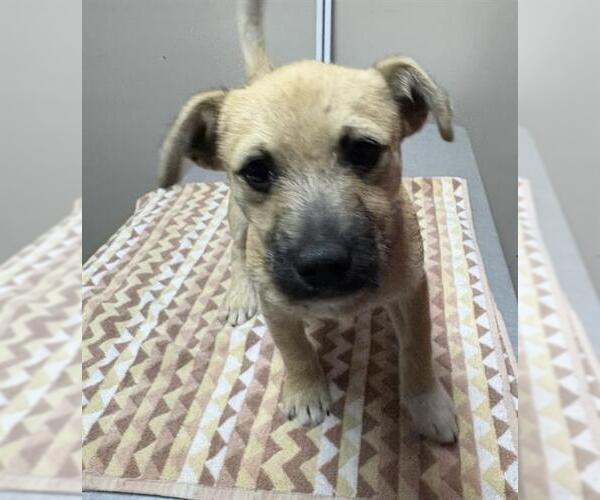 Medium Photo #1 Border Terrier-Unknown Mix Puppy For Sale in Redlands, CA, USA