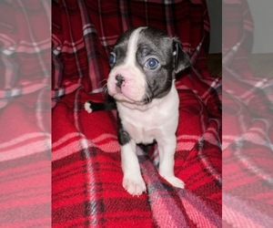 Boston Terrier Litter for sale in SUMMERVILLE, SC, USA