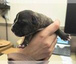 Small Mutt
