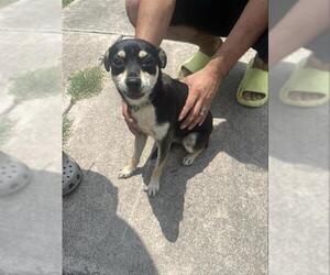 Chihuahua-Unknown Mix Dogs for adoption in San Antonio, TX, USA