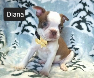 Boston Terrier Puppy for sale in MINERAL WELLS, WV, USA