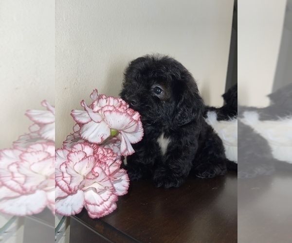 Medium Photo #1 ShihPoo Puppy For Sale in TAMPA, FL, USA