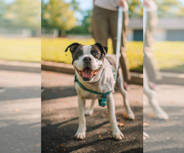 Medium Photo #4 American Staffordshire Terrier Puppy For Sale in Lawrenceville, NJ, USA