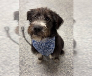 Australian Shepherd-Irish Wolfhound Mix Dogs for adoption in Bemidji, MN, USA