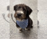 Small Australian Shepherd-Irish Wolfhound Mix