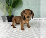 Small #5 Dachshund