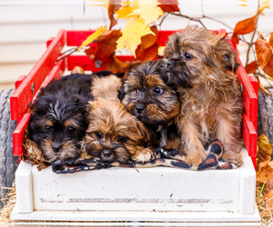 Shorkie Tzu Puppy for Sale in WAKARUSA, Indiana USA