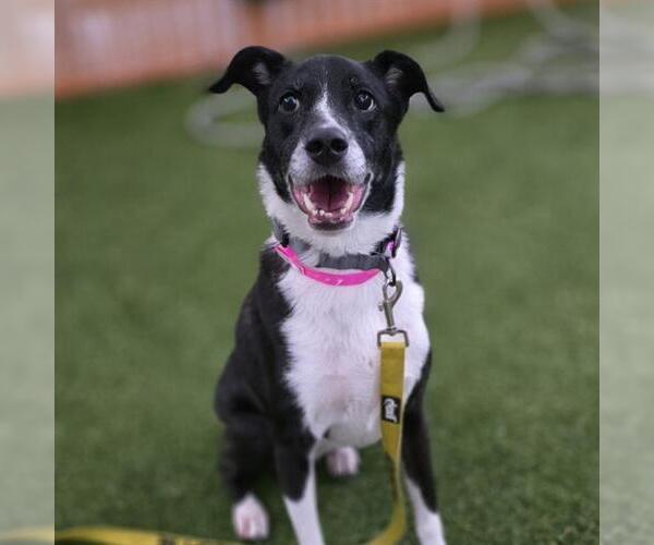 Medium Photo #1 Pointer-Unknown Mix Puppy For Sale in Las Vegas, NV, USA