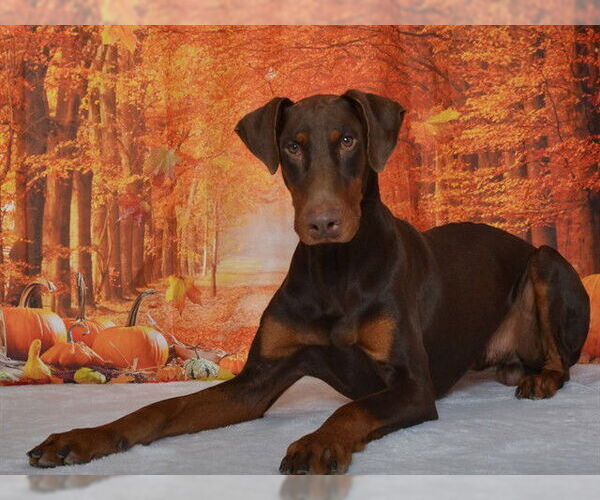 Medium Photo #2 Doberman Pinscher-Unknown Mix Puppy For Sale in Oroville, CA, USA