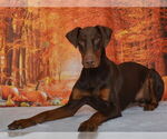 Small #1 Doberman Pinscher Mix