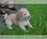 Puppy Blake Bichpoo