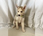Small Photo #11 Siberian Husky Puppy For Sale in ORANGE, CA, USA