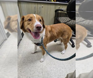 Mutt Dogs for adoption in Plano, TX, USA