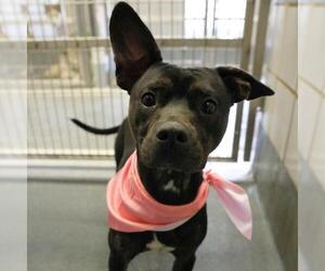 American Staffordshire Terrier-Unknown Mix Dogs for adoption in San Antonio, TX, USA