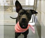 Small American Staffordshire Terrier Mix