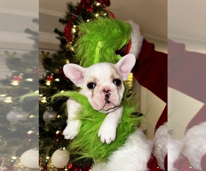 French Bulldog Puppy for sale in LUDLOW, MA, USA