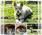 Small Photo #21 Czech Wolfdog-Wolf Hybrid Mix Puppy For Sale in Darova, Timis, Romainia