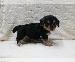 Pembroke Welsh Corgi-Poodle (Miniature) Mix Puppy for sale in FRESNO, OH, USA