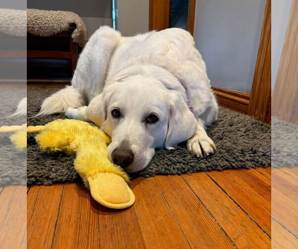 Medium Photo #3 Labrenees Puppy For Sale in Winter Park, CO, USA