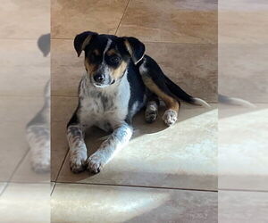 Mutt Dogs for adoption in Garden City, NY, USA