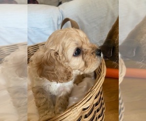Cavapoo Puppy for sale in BELMONT, NC, USA