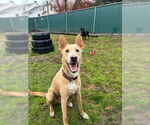 Small #11 Labrador Retriever Mix