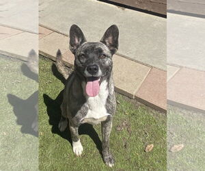 Siberian Husky-Unknown Mix Dogs for adoption in La Verne, CA, USA