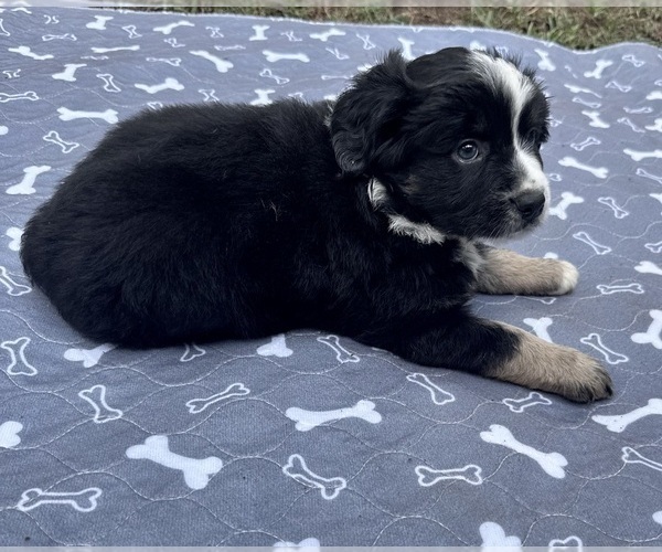 Medium Photo #6 Australian Shepherd Puppy For Sale in SALISBURY, NC, USA