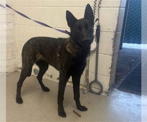 Holland Shepherd Dogs for adoption in San Bernardino, CA, USA