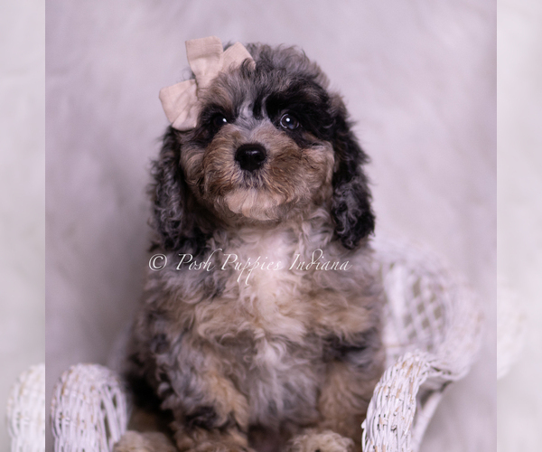 Medium Photo #22 Poodle (Miniature) Puppy For Sale in WARSAW, IN, USA