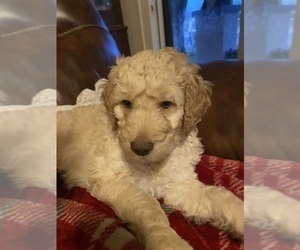 Double Doodle Puppy for sale in AMARILLO, TX, USA