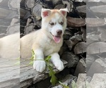 Small #3 Siberian Husky