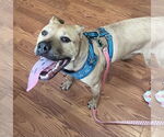 Small #3 American Pit Bull Terrier Mix
