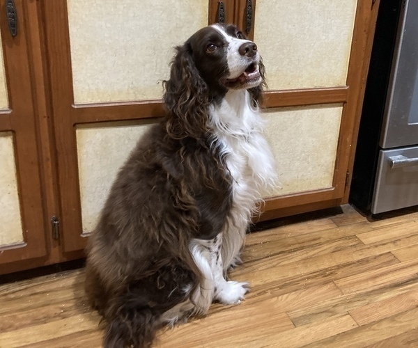 Medium Photo #1 English Springer Spaniel Puppy For Sale in CENTER POINT, TX, USA