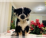 Small Photo #15 Siberian Husky Puppy For Sale in SUGAR LAND, TX, USA