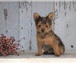 Small Photo #1 Yoranian Puppy For Sale in FREDERICKSBG, OH, USA