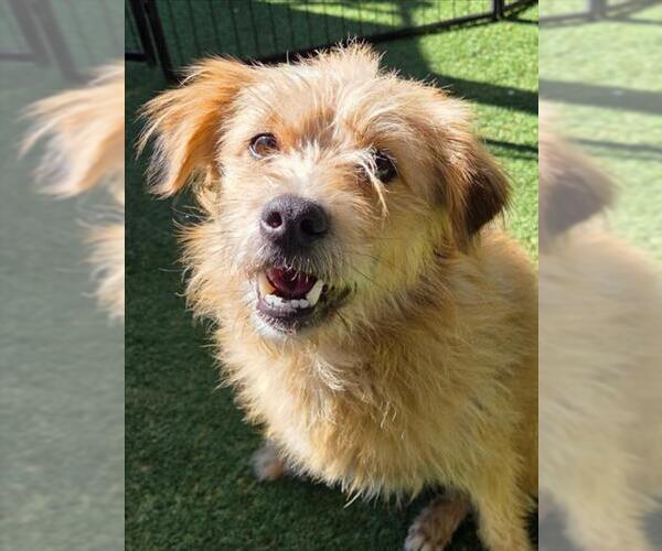 Medium Photo #1 Mutt Puppy For Sale in Woodland, CA, USA