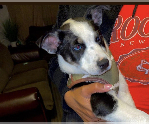 Medium Photo #1 Labrador Retriever-Siberian Husky Mix Puppy For Sale in RALEIGH, NC, USA